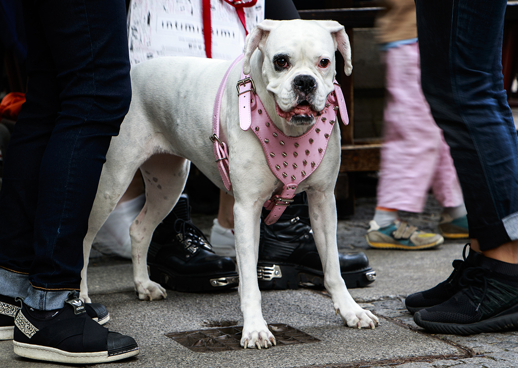 Kudamm street photo of a dog with pink collar